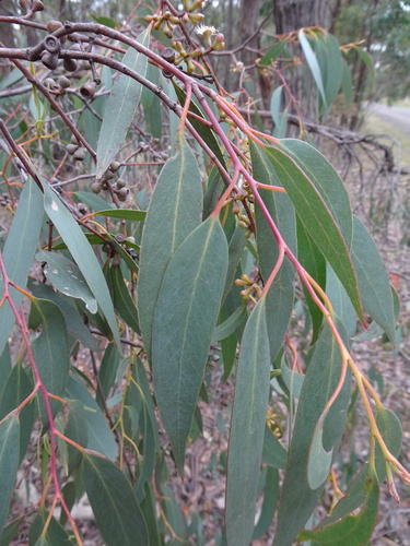 Eucalyptus dives