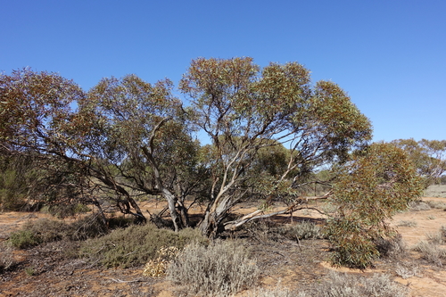 Eucalyptus dumosa