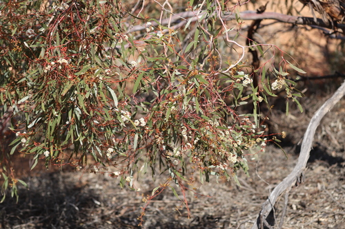 Eucalyptus gracilis