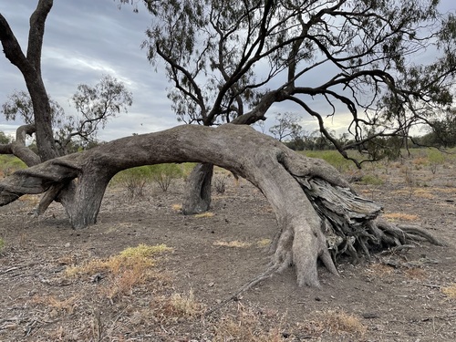Eucalyptus largiflorens
