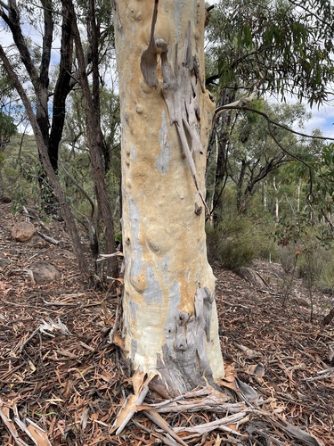 Eucalyptus mannifera