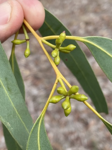 Eucalyptus mannifera