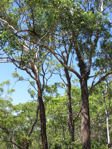 Eucalyptus miniata
