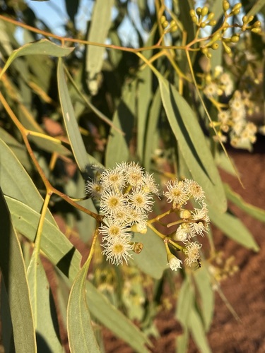 Eucalyptus normantonensis