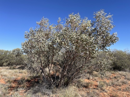 Eucalyptus oxymitra
