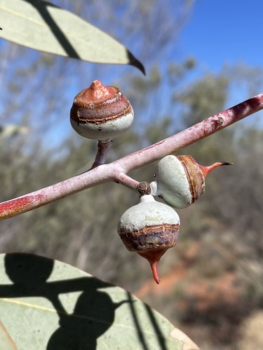 Eucalyptus oxymitra