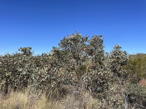 Eucalyptus pachyphylla