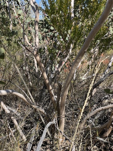 Eucalyptus pachyphylla