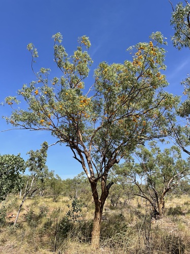 Eucalyptus phoenicea