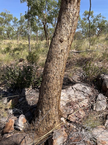 Eucalyptus phoenicea