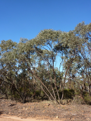 Eucalyptus polybractea