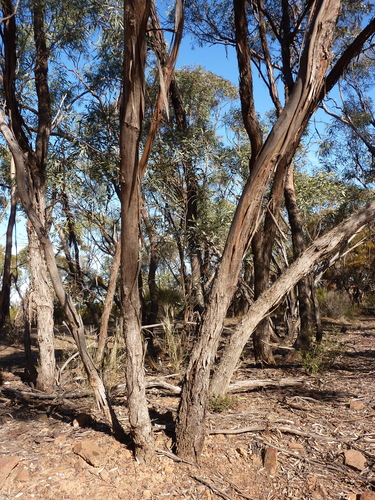 Eucalyptus polybractea