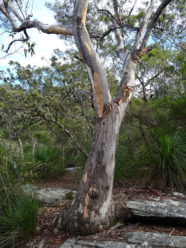 Eucalyptus punctata