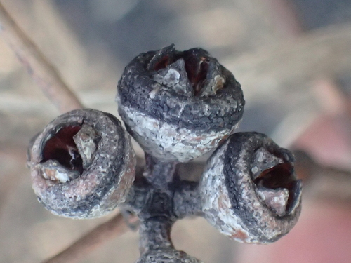 Eucalyptus punctata