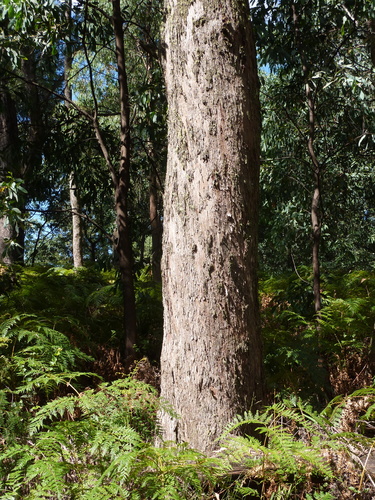 Eucalyptus radiata