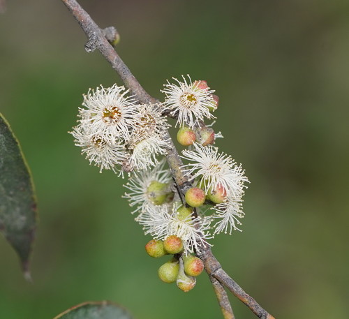Eucalyptus radiata
