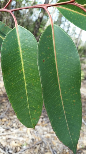 Eucalyptus robusta