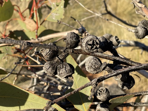 Eucalyptus sessilis