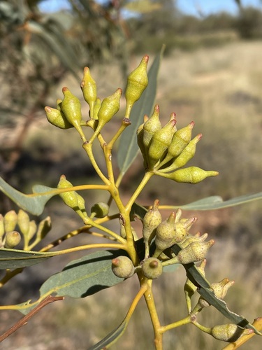 Eucalyptus socialis