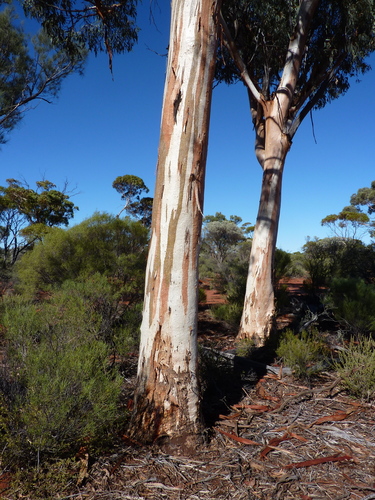 Eucalyptus transcontinentalis