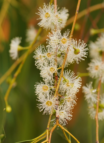Eucalyptus viminalis