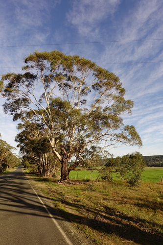 Eucalyptus viminalis subsp. pryoriana