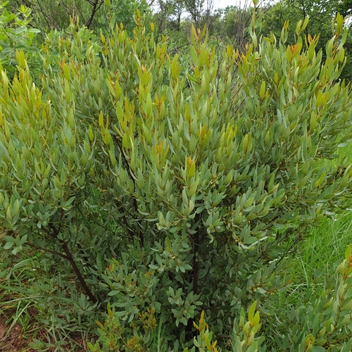 Euclea crispa