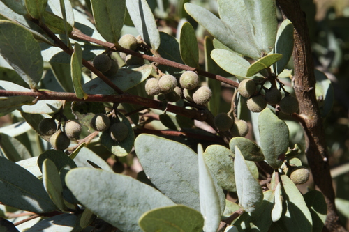 Euclea crispa