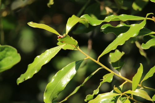 Euclea divinorum