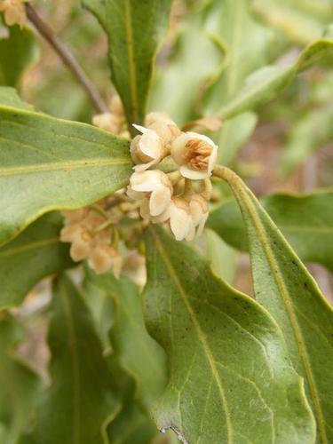 Euclea divinorum