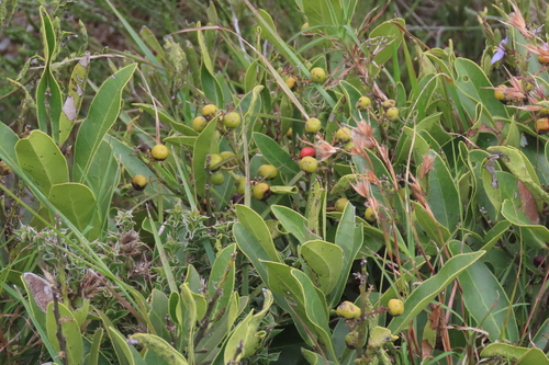 Euclea natalensis