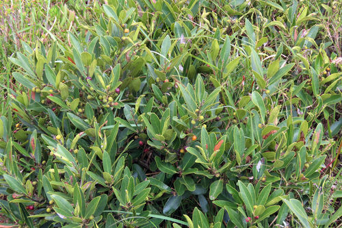 Euclea natalensis