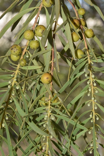 Euclea pseudebenus