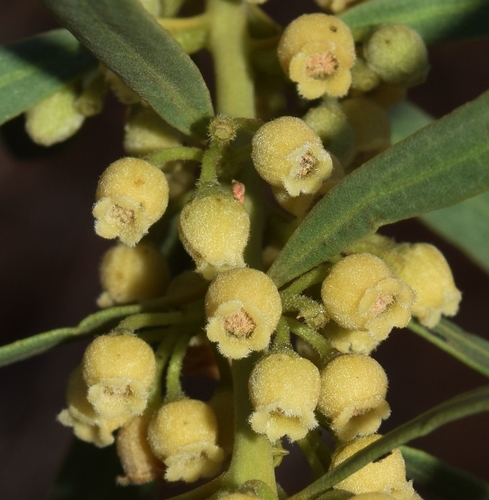 Euclea pseudebenus