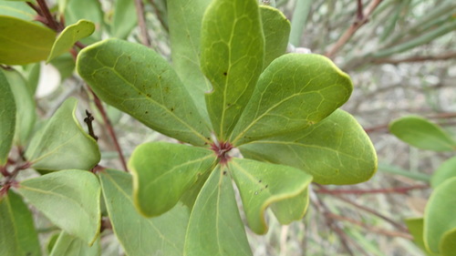 Euclea racemosa