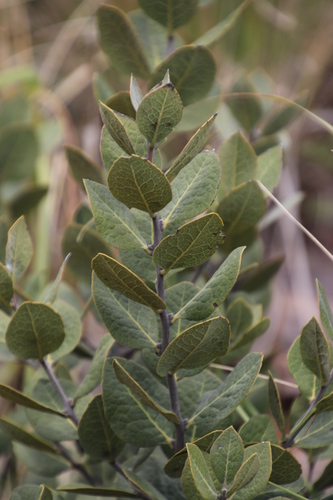 Euclea tomentosa