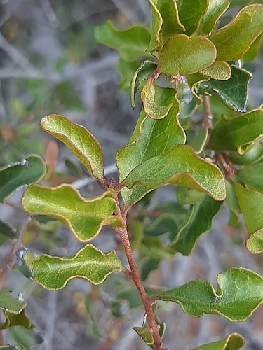 Euclea undulata