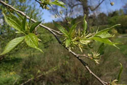 Eucommia ulmoides