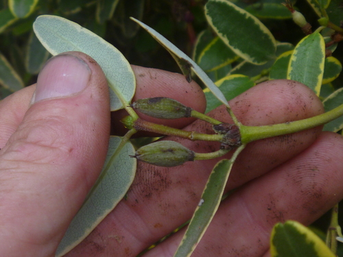 Eucryphia lucida