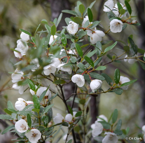 Eucryphia milliganii