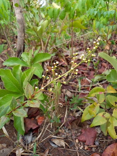 Eugenia aurata