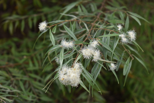 Eugenia biflora