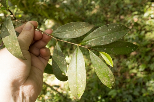 Eugenia blastantha