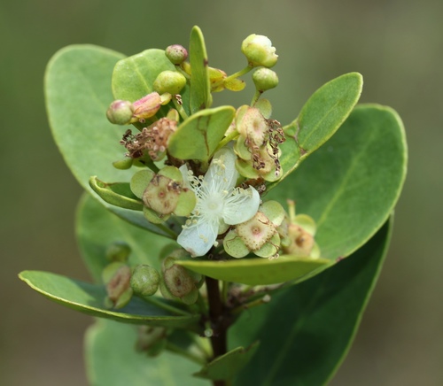 Eugenia capensis