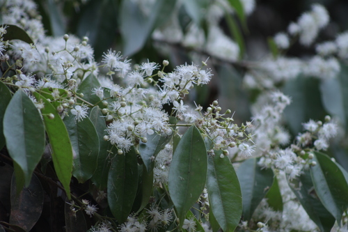 Eugenia florida