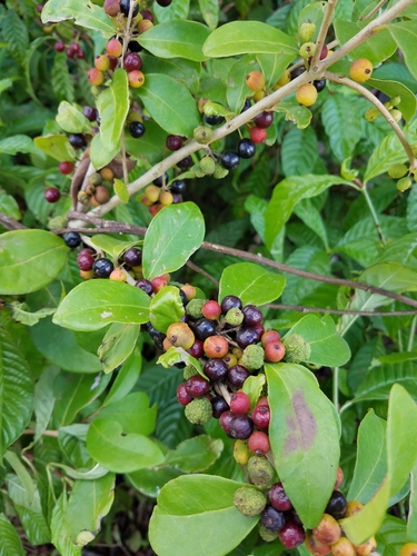 Eugenia foetida