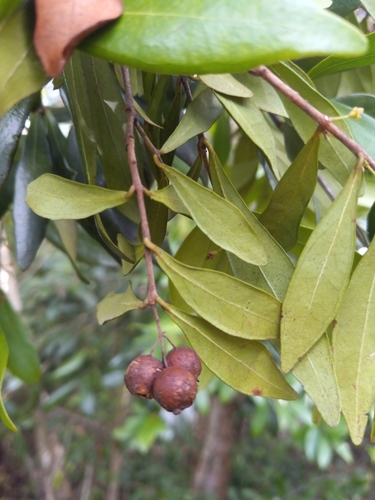 Eugenia foetida