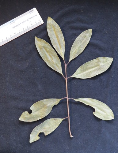Eugenia fusca