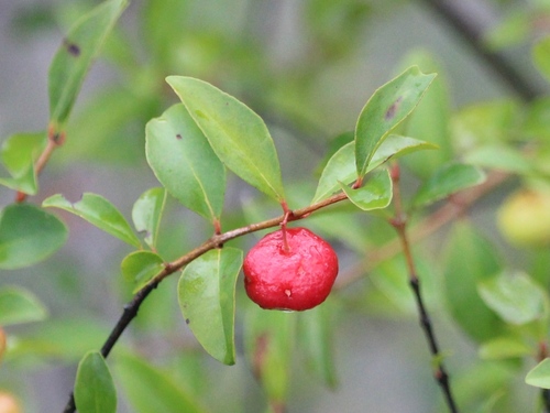 Eugenia inundata