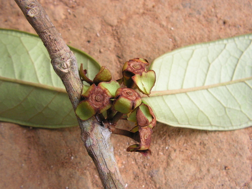 Eugenia magnifica